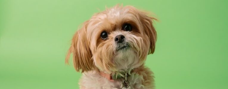 New Trends in Pets Industry in 2023